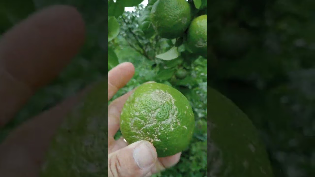 Đi hái chanh mà lo làm cỏ là đủ mệt rồi, có bò tới đọt chanh luôn 