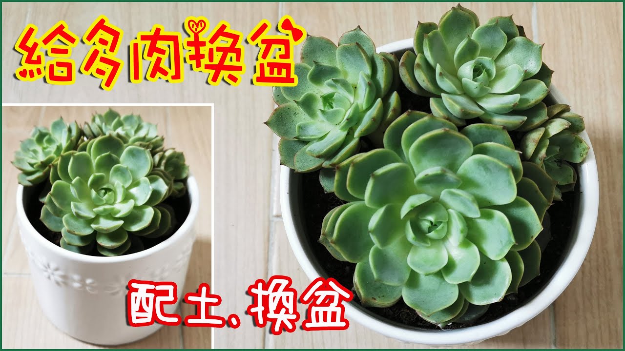 給多肉換新花盆，簡單配土方法，換完長得更好了！