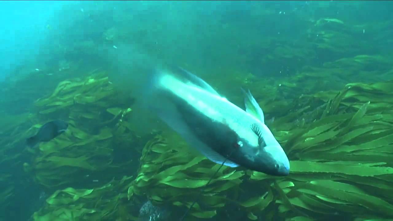 Species Identification - Butterfish