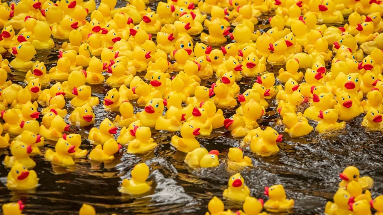 With all the Anger on Social Media today....lets chill and have a DUCK RACE!!! 📱