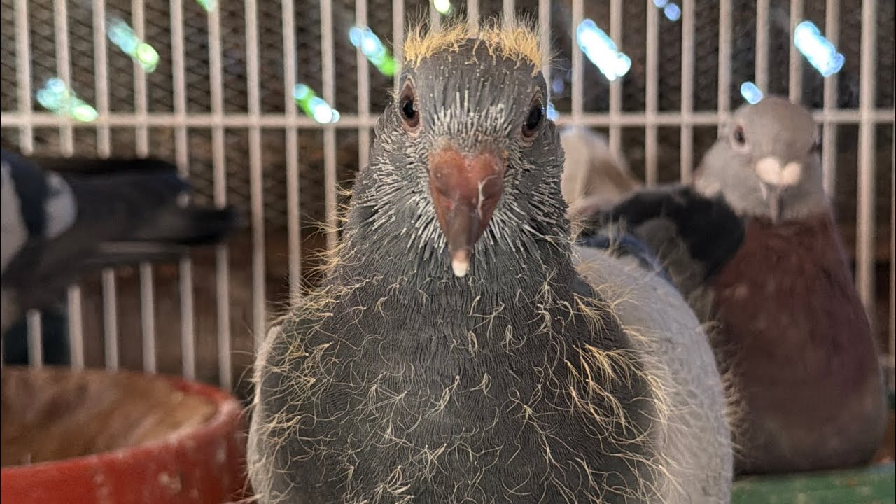 Young Racing Pigeons 