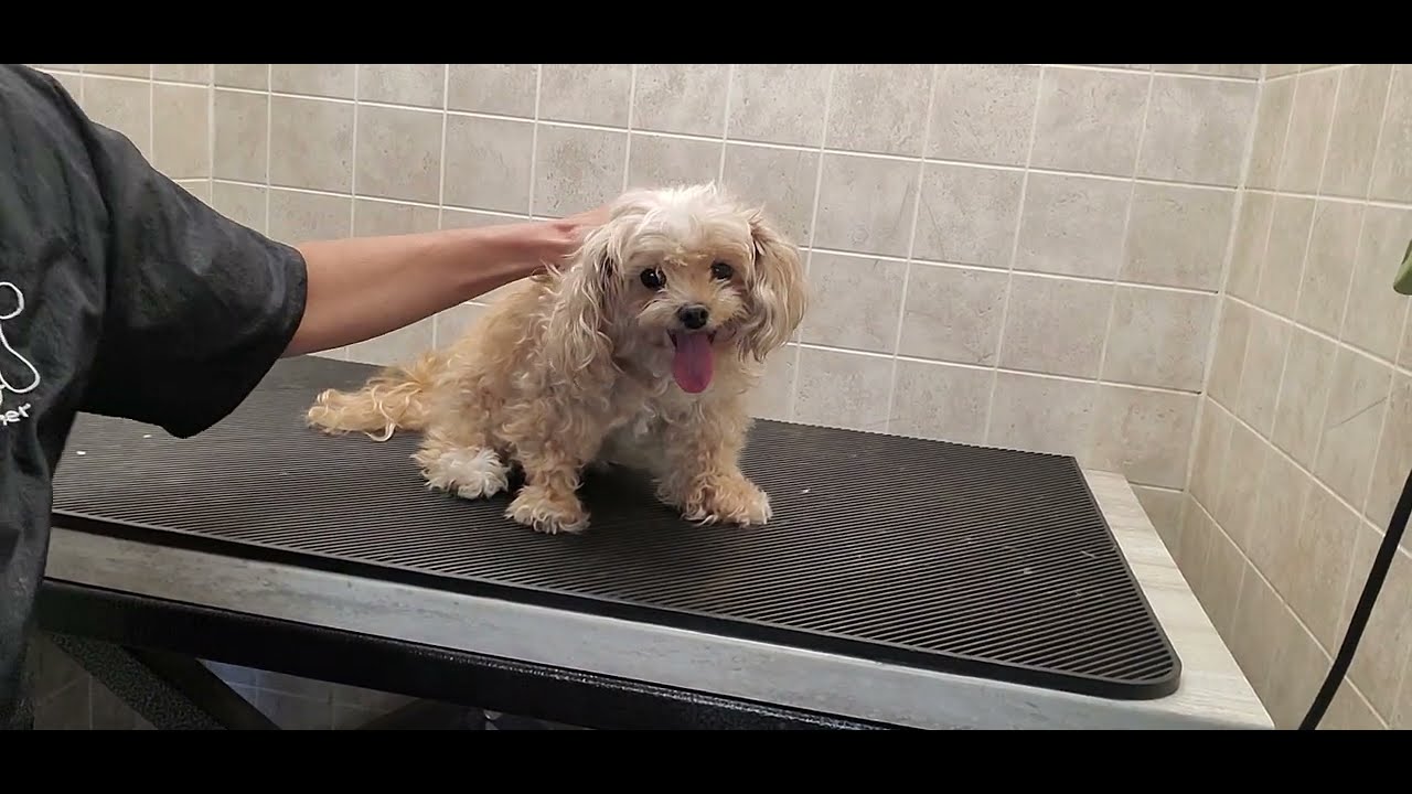 Difficult Doggie Groom; matted senior YorkiePoo, fidgety with paws, dog grooming without restraints
