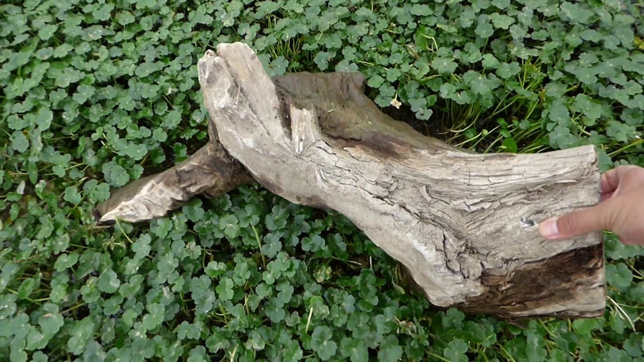 Plantas acuáticas silvestres, un recorrido a orilla de rió