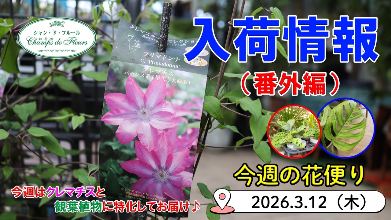 今週の花便 番外編【2026.3.12】今週はクレマチスと観葉植物に特化してお届け♪【入荷情報を最速でお届け!!】