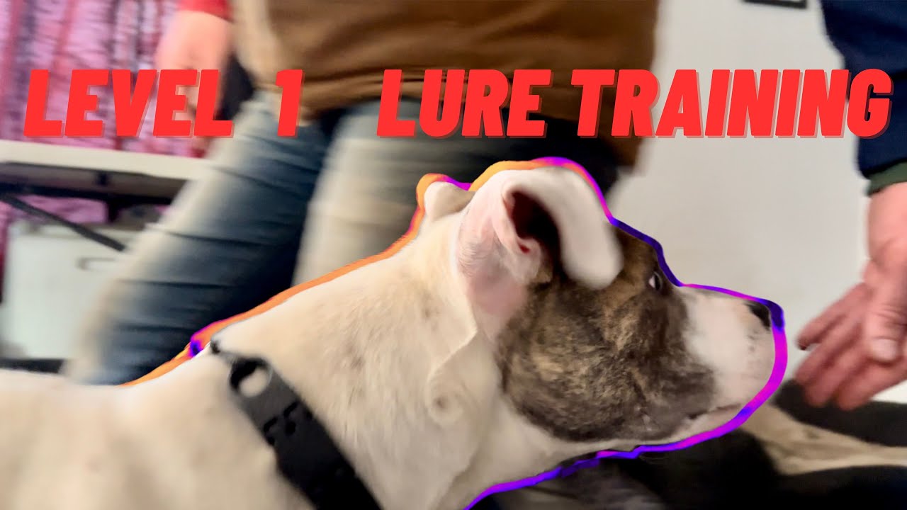 The first step to getting your dogs attention consistently; Dog training: Lure Skills Lesson 1