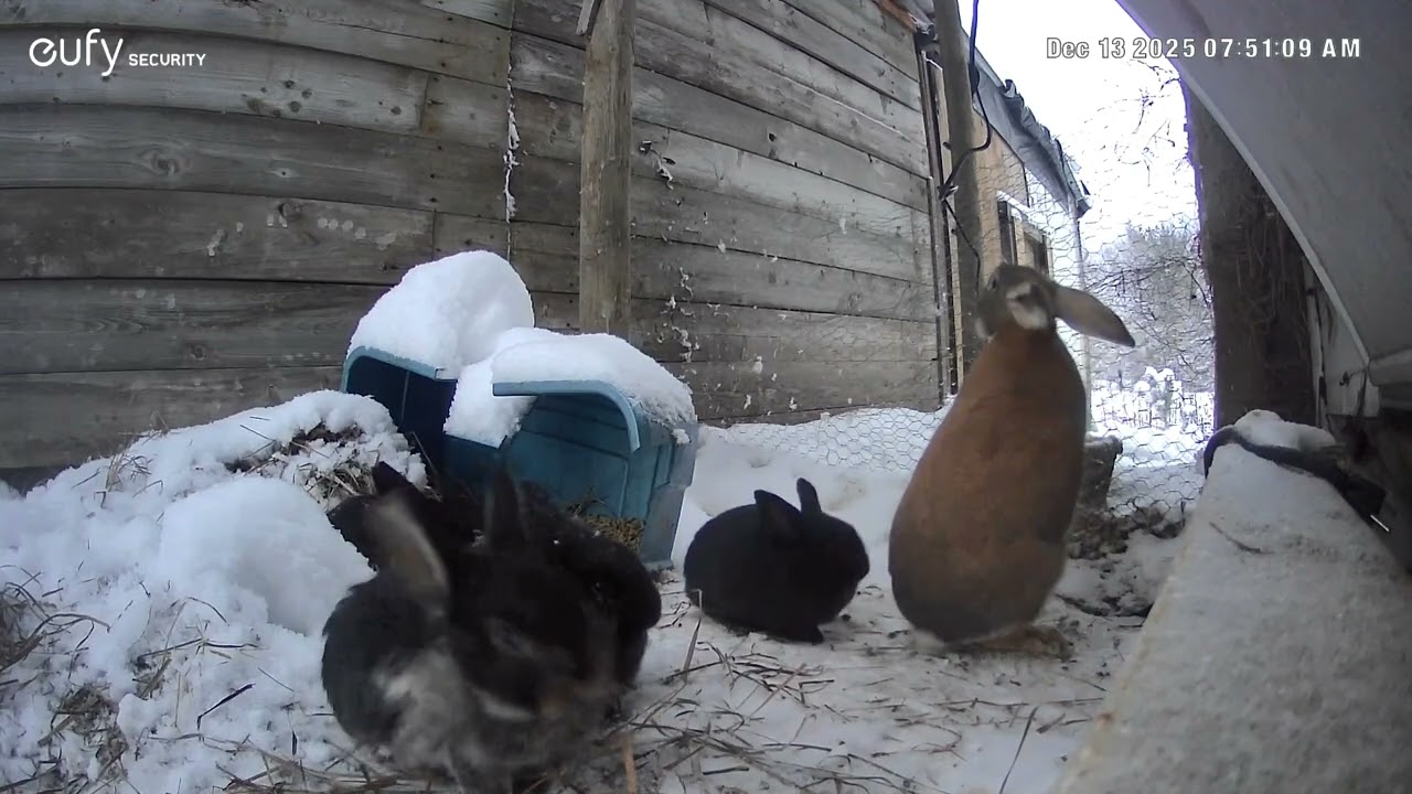 Dewdrop & Pipkin now a free-range family living under the coop where it's warm and safe 