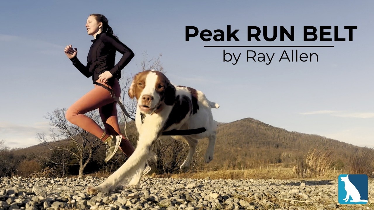 The Best Belt for Running with Your Dog | Peak Run Belt Overview