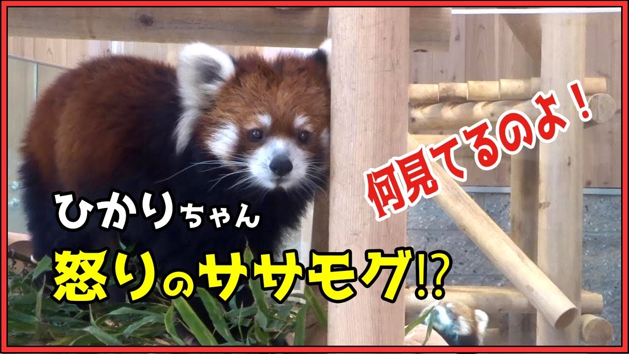 ひかりちゃん怒りのササモグ⁉心配してキラリちゃんが･･･ レッサーパンダ 鯖江市西山動物園 