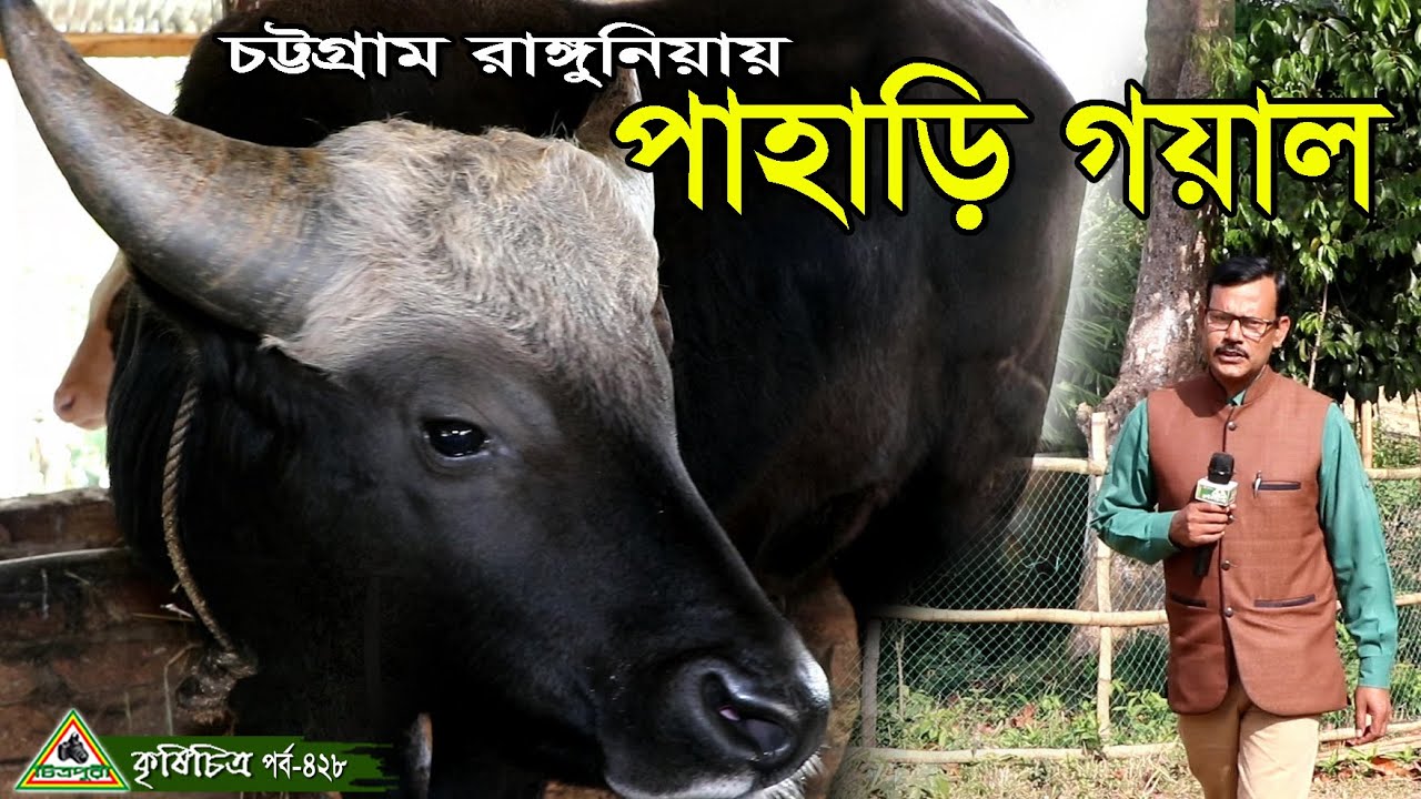 চট্টগ্রাম রাঙ্গুনিয়ায় সম্ভাবনাময় বন গরু/গয়ালের খামার।Goyal Farm চিত্রপুরী কৃষিচিত্র।