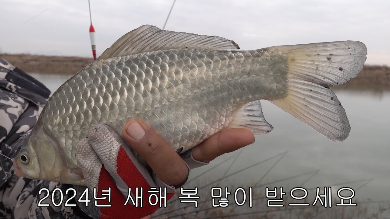 2024년 새해 첫 월척붕어 // 마릿수낚시 //전라도해남 //한가한낚시동행