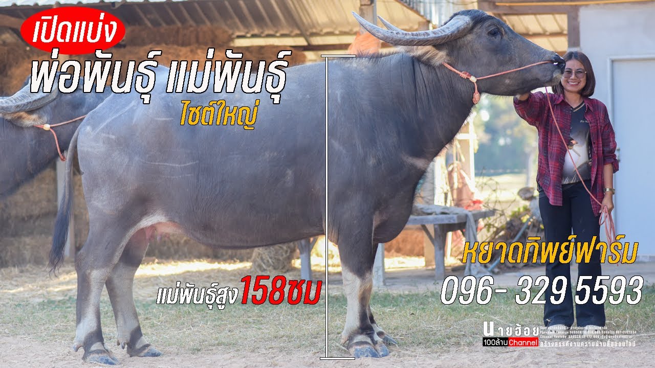 เปิดราคา พ่อพันธุ์ 170+ แม่พันธุ์ 158+ ไซต์ใหญ่ๆ 096- 329 5593 หยาดทิพย์ ร้อยเอ็ด