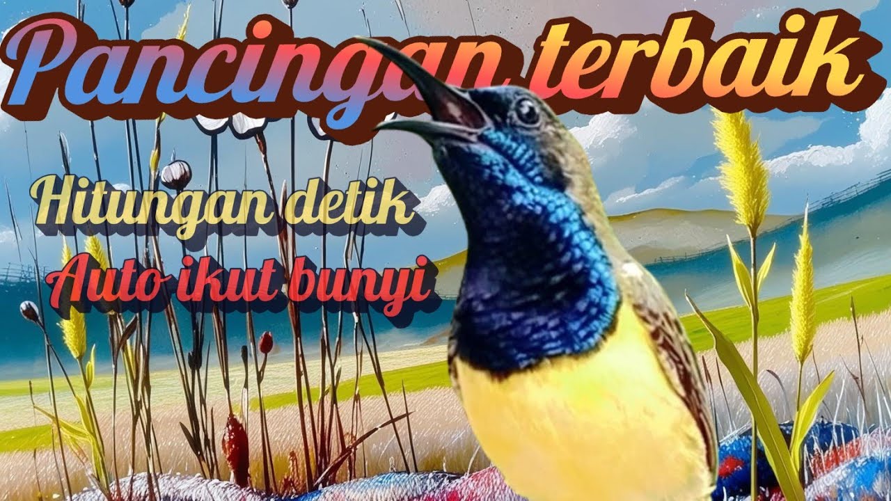 PANCINGAN SOGON GACOR NGLEPER MEMANGGIL LAWAN‼SOGON GACOR cuit...cuit...PANCING EMOSI