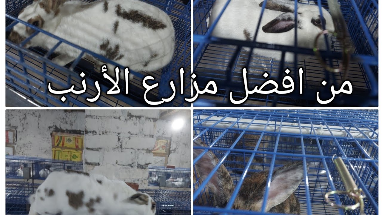 تأسيس مزرعة من أكبر وأفضل مزارع الأرنب في مصر بطاقة ٤٠٠ ام