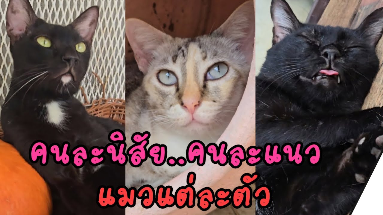คนละนิสัย..คนละแนว..แมวแต่ละตัว!! #แมวจร #catlover #cat #ผู้กองแขกกับแมวจร