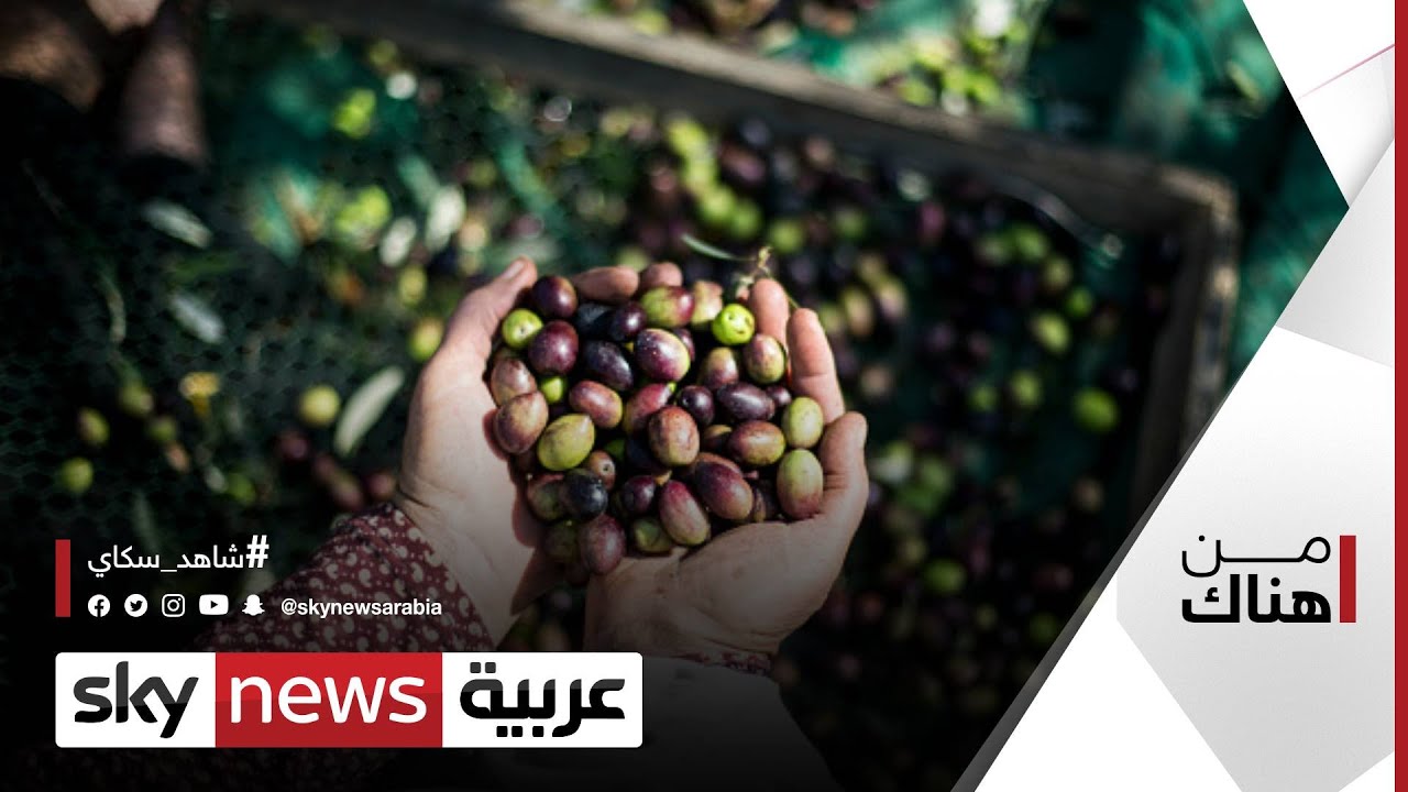 قطف الزيتون في فلسطين .. رمزية خاصة وفرحة لم تكتمل | #من_هناك