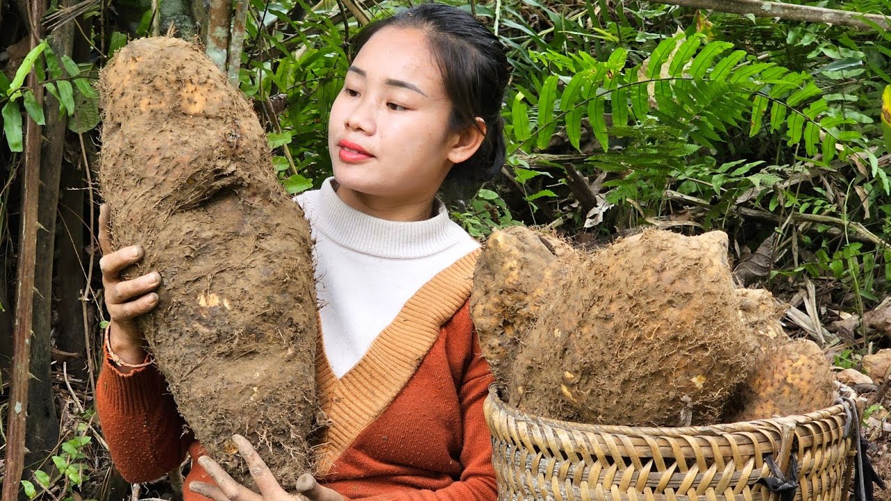 How to harvest giant wild tubers l Lý Thị Sai