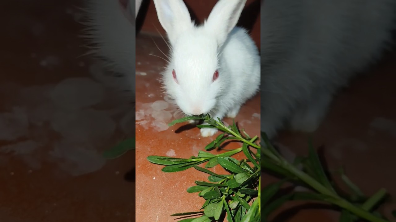 Rabbit (day 5) in our House 