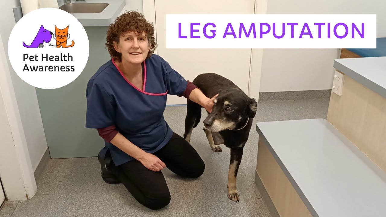 How will my dog walk, without a LEG and bone cancer ?