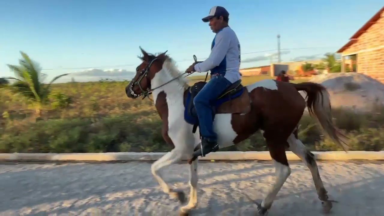 Iniciando as argolas na égua  pampa