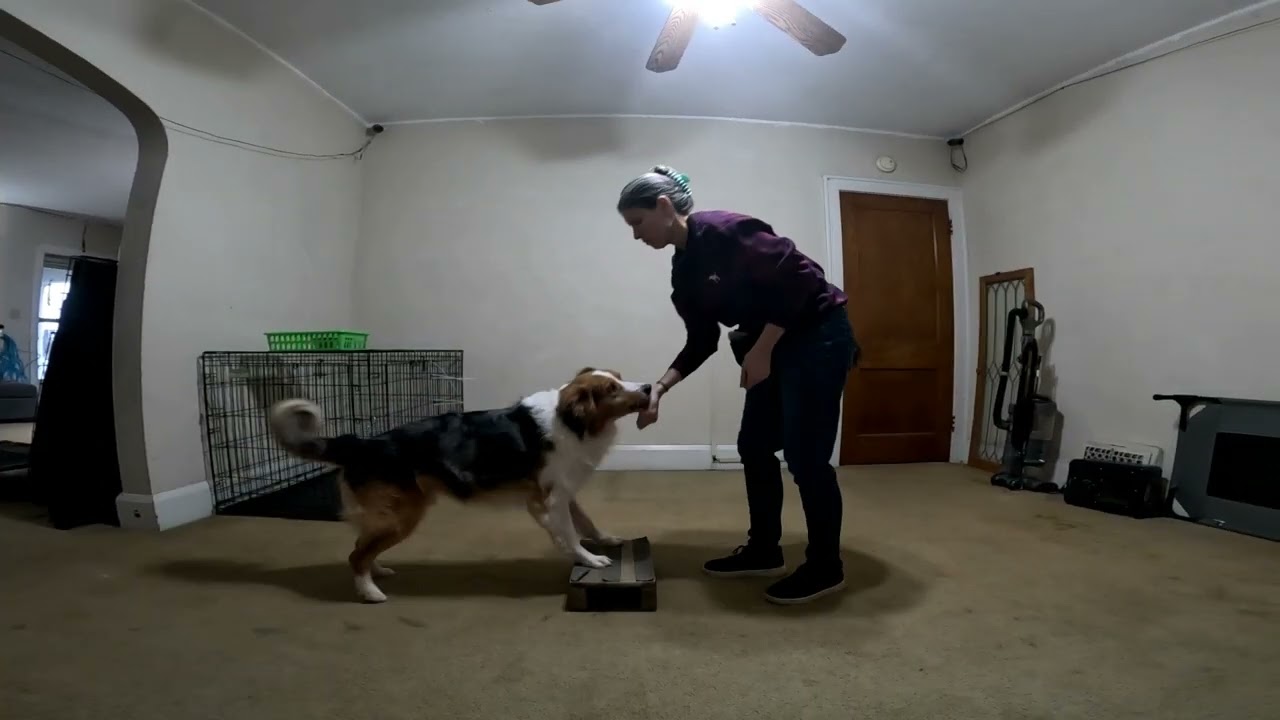 Forward and Backward Exercises | Dog Conditioning | Toledo Dog Training