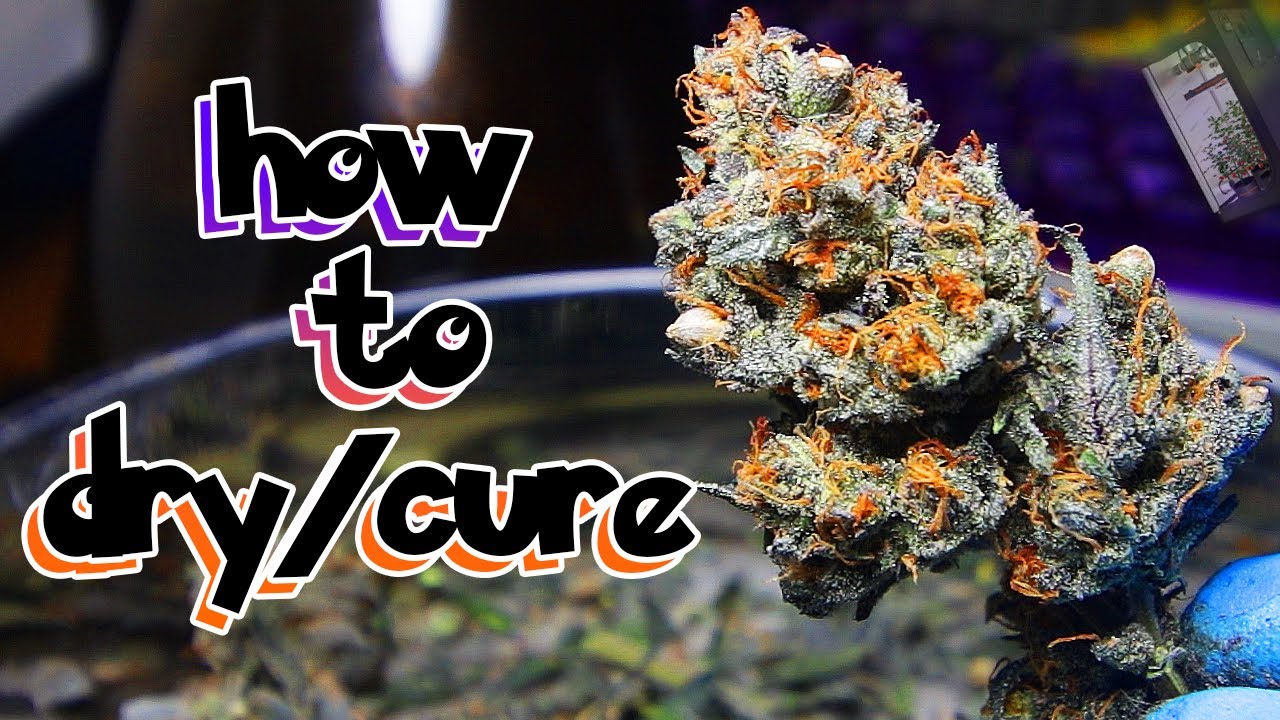 how to dry/cure at home - Spider Farmer 3X3 Grow Tent #organic #happy