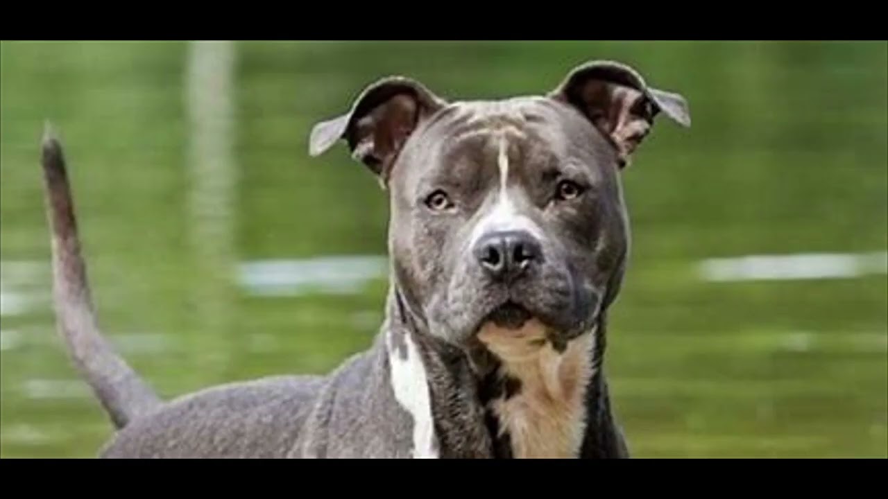 AMSTAFF GLADIATORUL AMERICAN