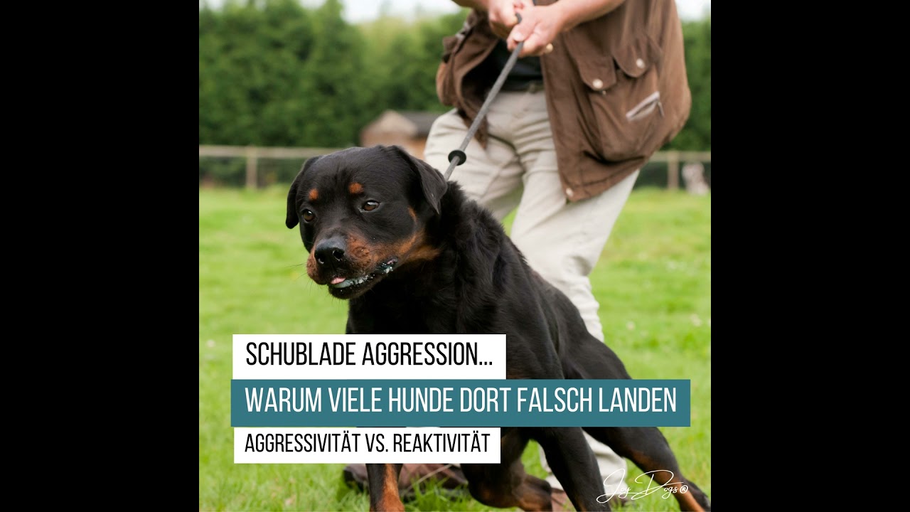 Schublade Aggression: Warum viele Hunde dort falsch landen | Aggressivität vs. Reaktivität