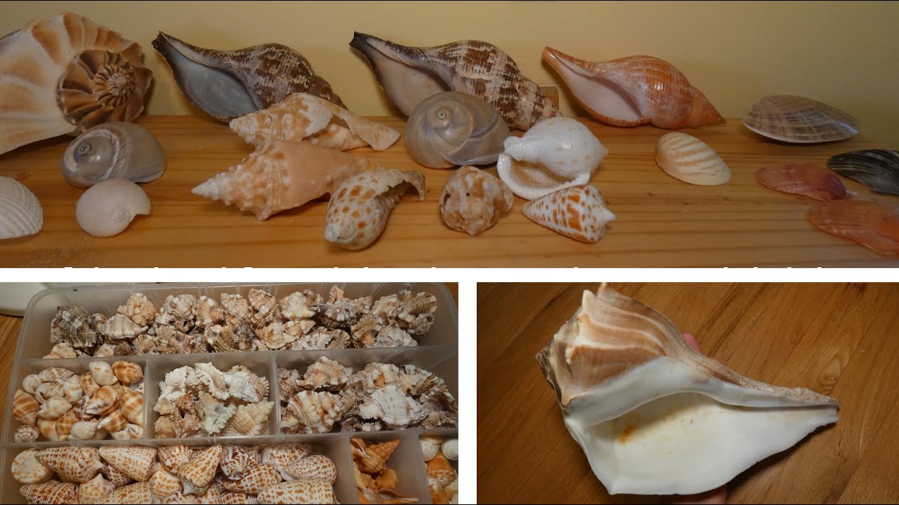 My seashell collection!