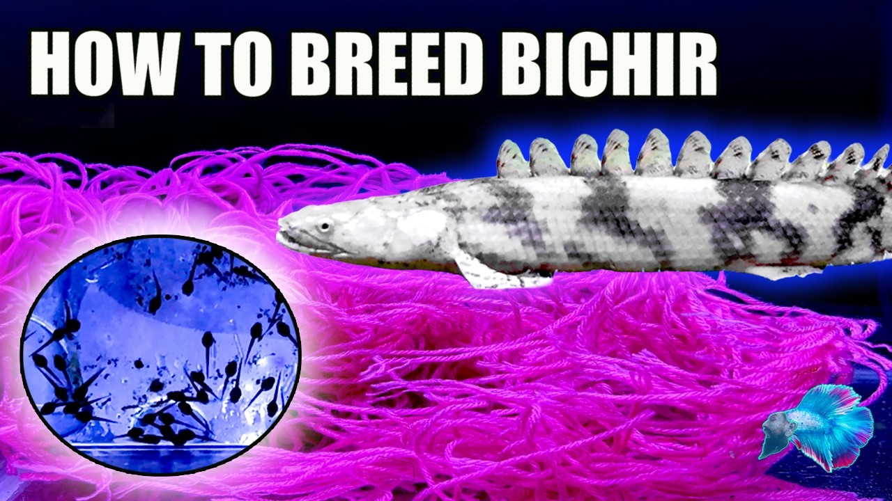 КАК РАЗВОДИТЬ РЫБУ БИЧИР: Разведение Polypterus endlicheri