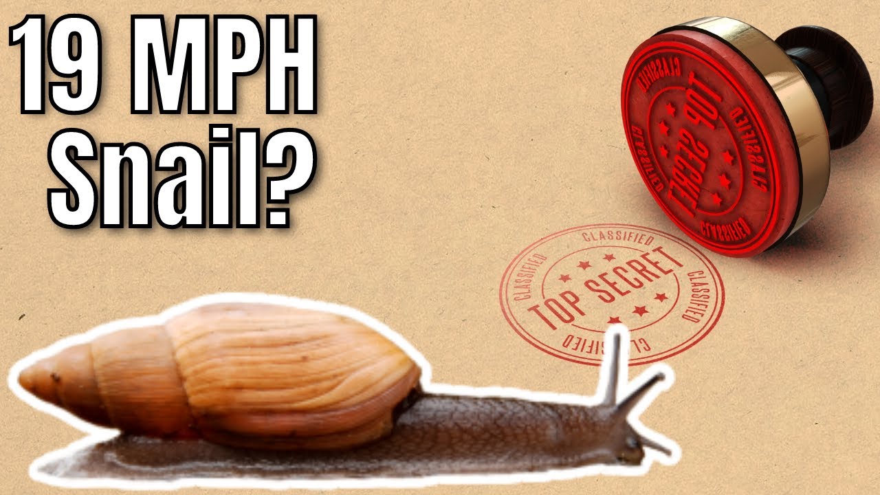 This Snail Can Crawl 19 MPH, According to Google | The Snail Conspiracy