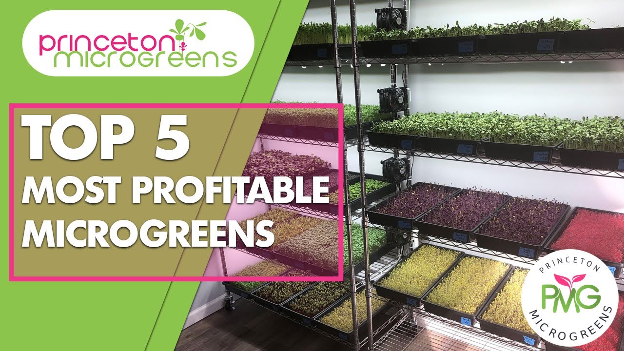 Top 5: Most Profitable Microgreens