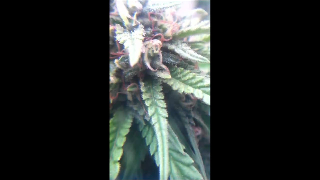Outdoor kush grow 2012