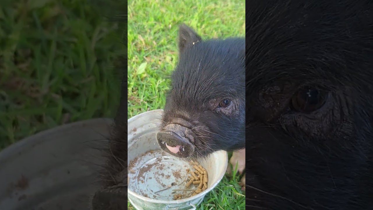 Baby Potbelly pigs getting their smack on.