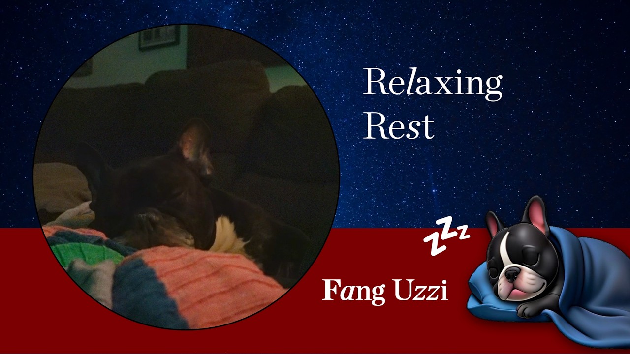Calming Dog Nap 🐾 Deep Rest & Background Comfort | Fang's Nap