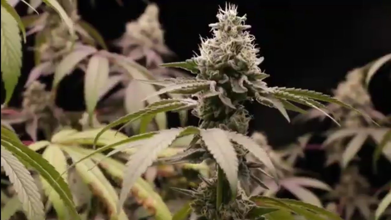 Incr&iacute;vel crescimento da maconha uma planta v&aacute;rias cura !!! #canabis