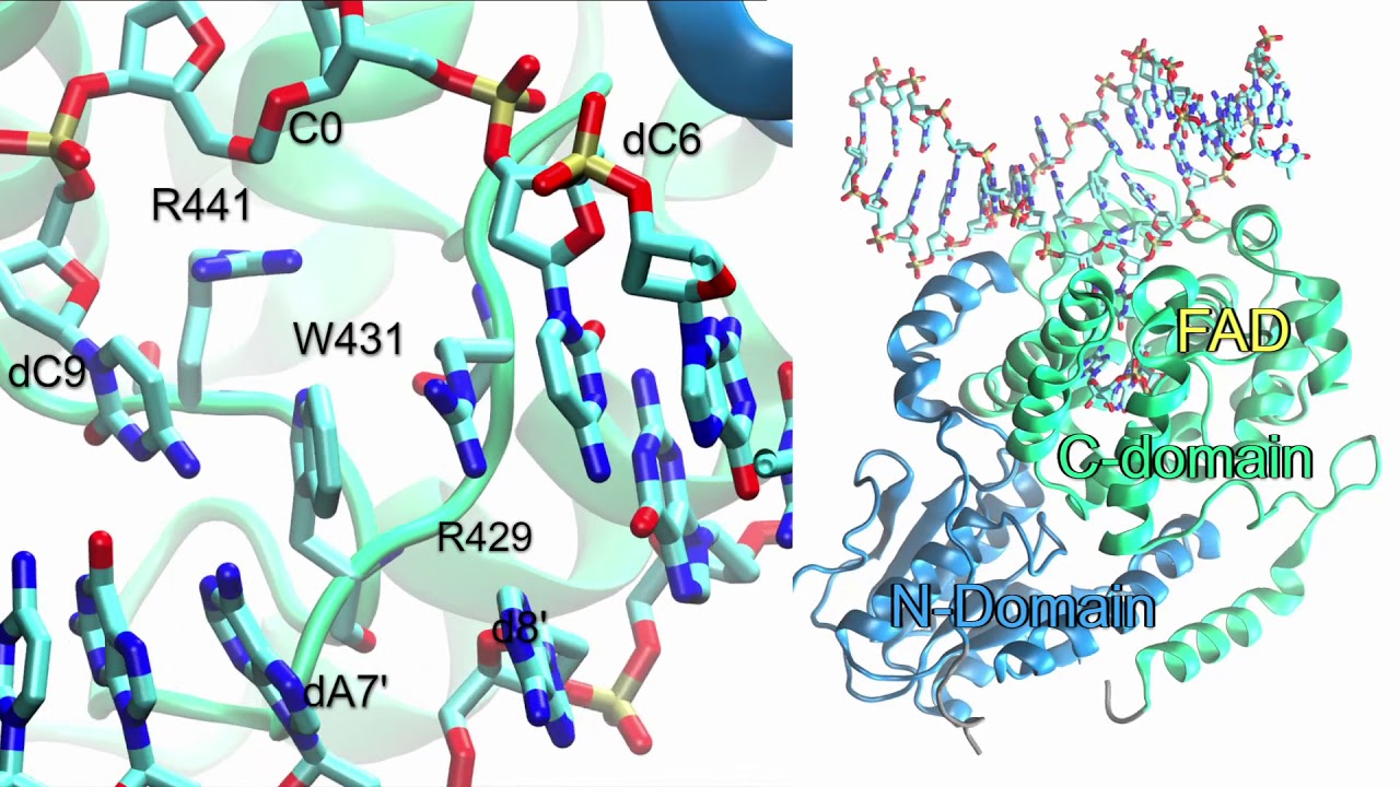 Class II CPD photolyase in complex with damaged DNA