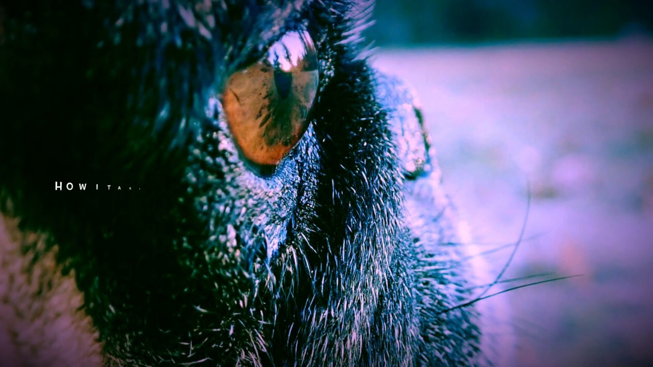Olympus Tough TG-5 Macrophotography & How To Take Great Closeups Of Small Things & microscope mode
