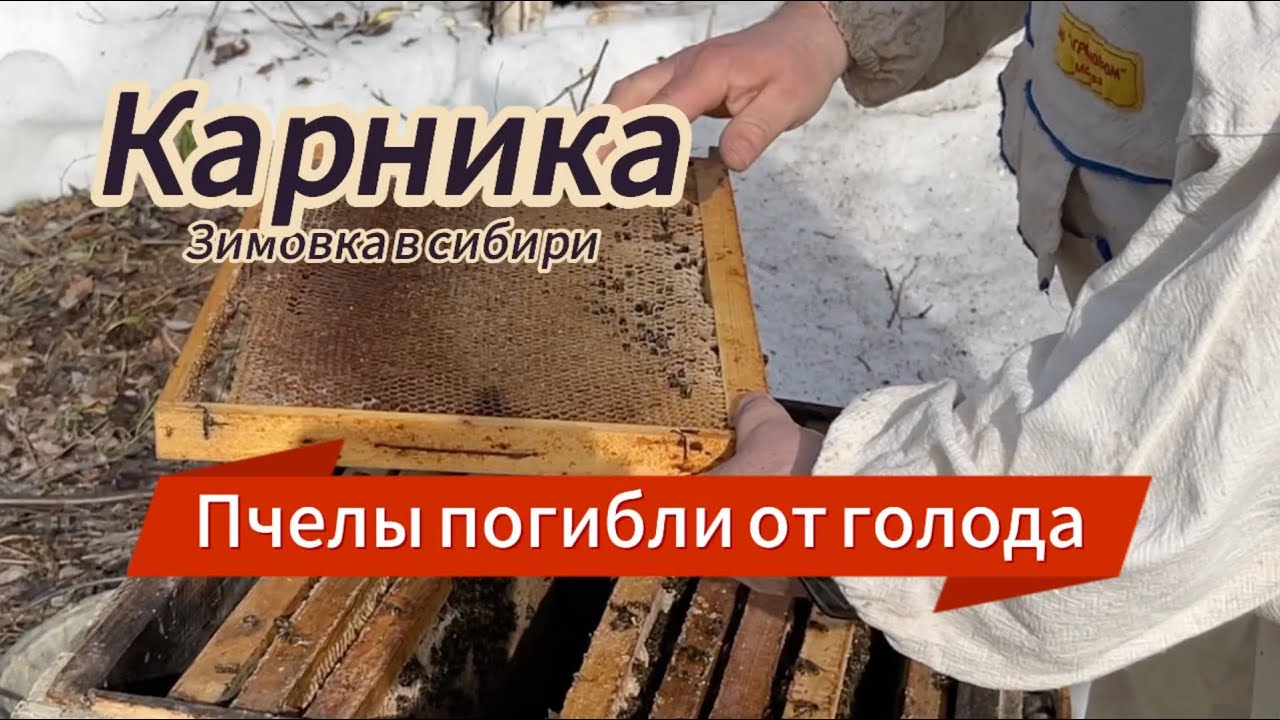 Пчёлы не пережили сибирскую зиму и погибли от голода.
