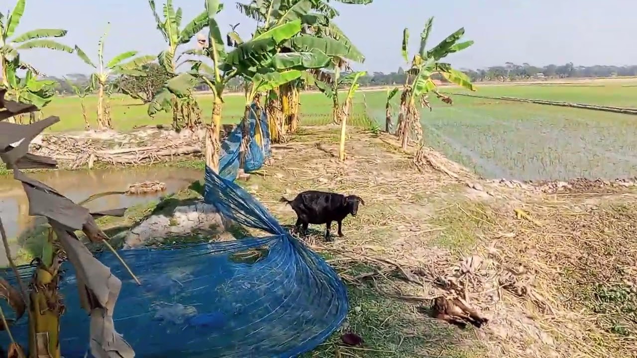কিভাবে বিজ বপন করে দেখুন। 