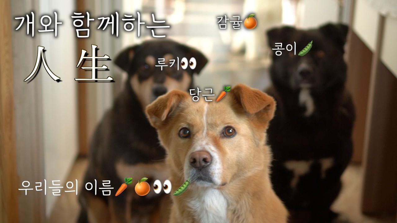 [無題] 우리들의 이름, 그리고 제주에서의 인연 🐶