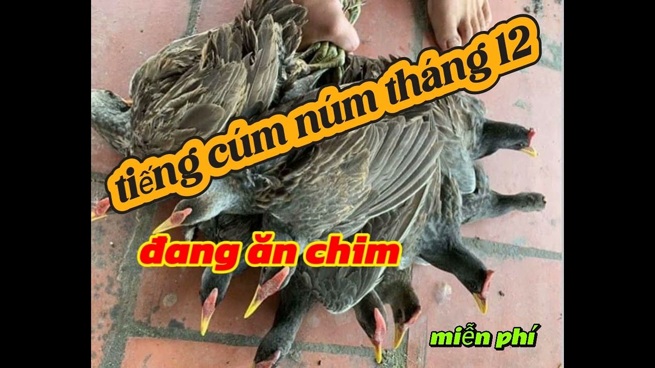 tiếng cúm núm tháng 12 đang ăn chim tăng anh em ăn tết.0949858434
