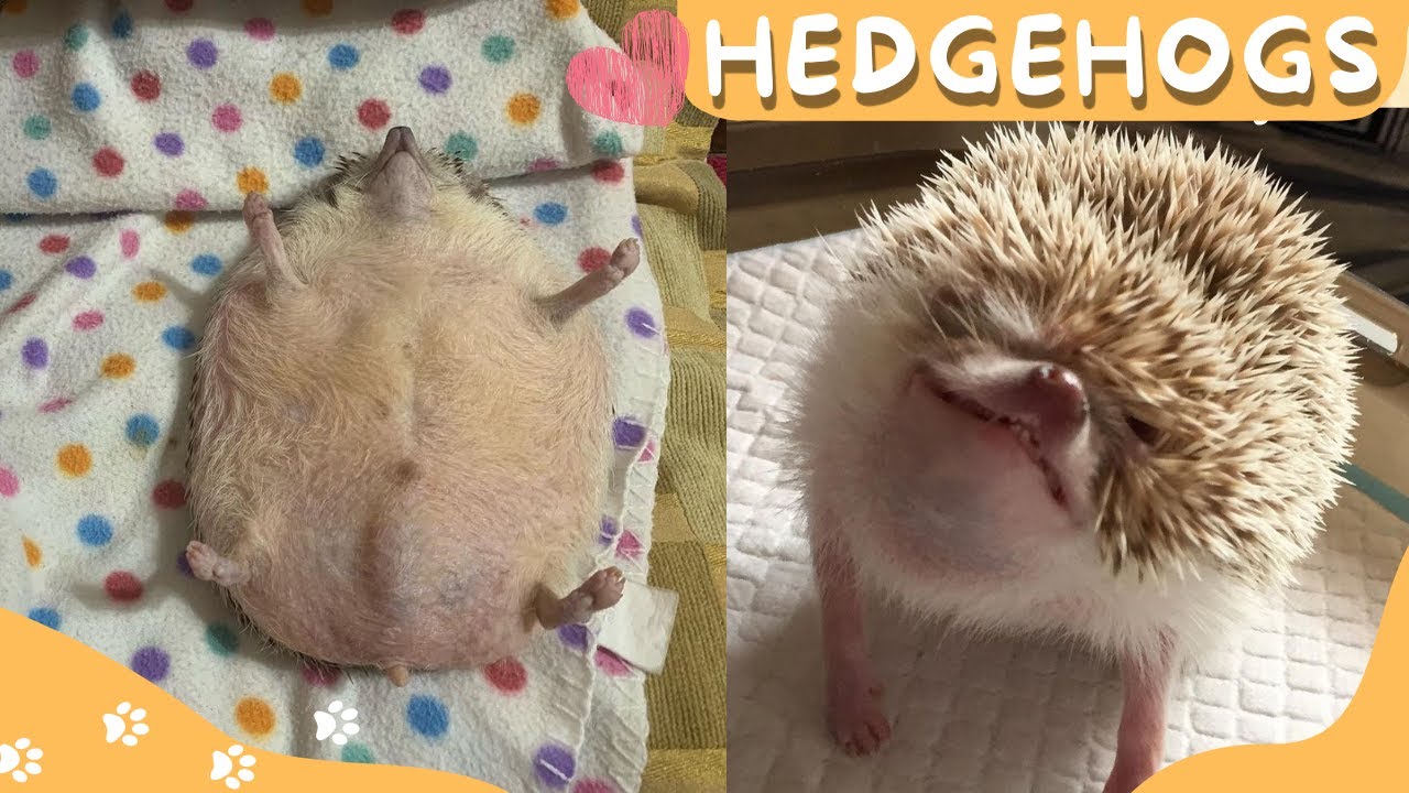 🦔😂 Смешная и милая подборка ёжиков 😍🦔✨ #2