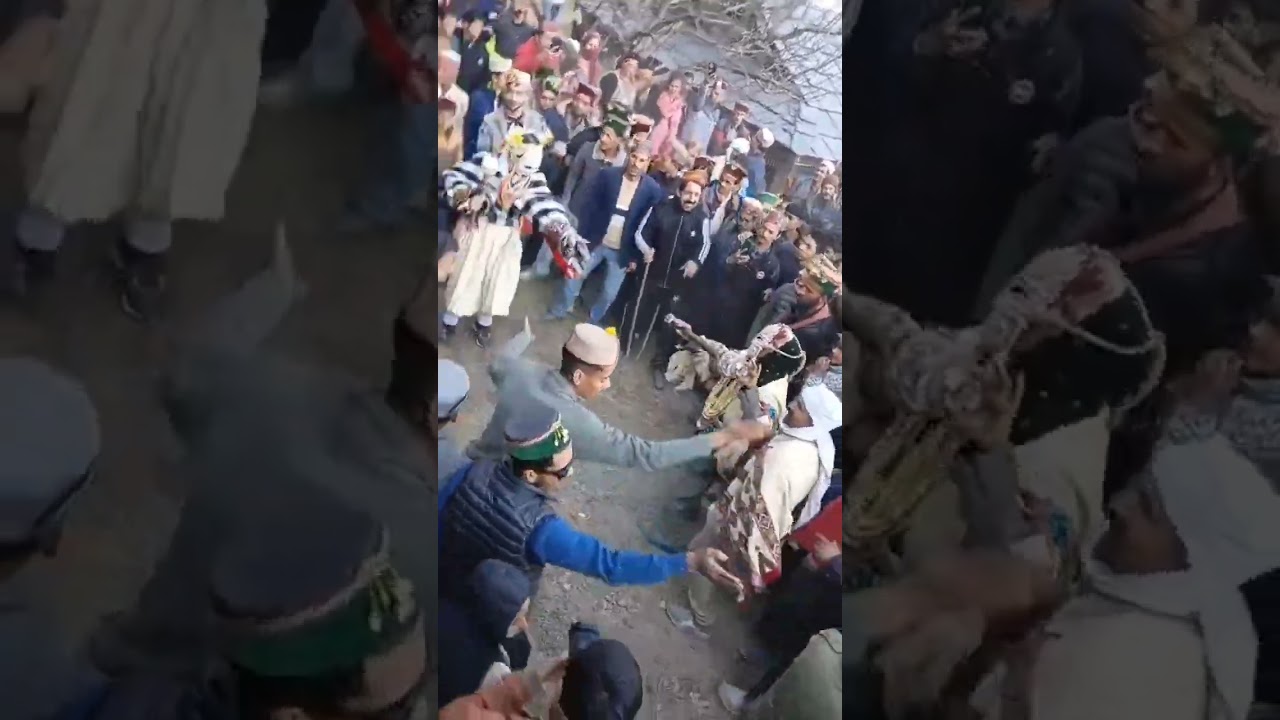 Paldi faguli 2026 ... 