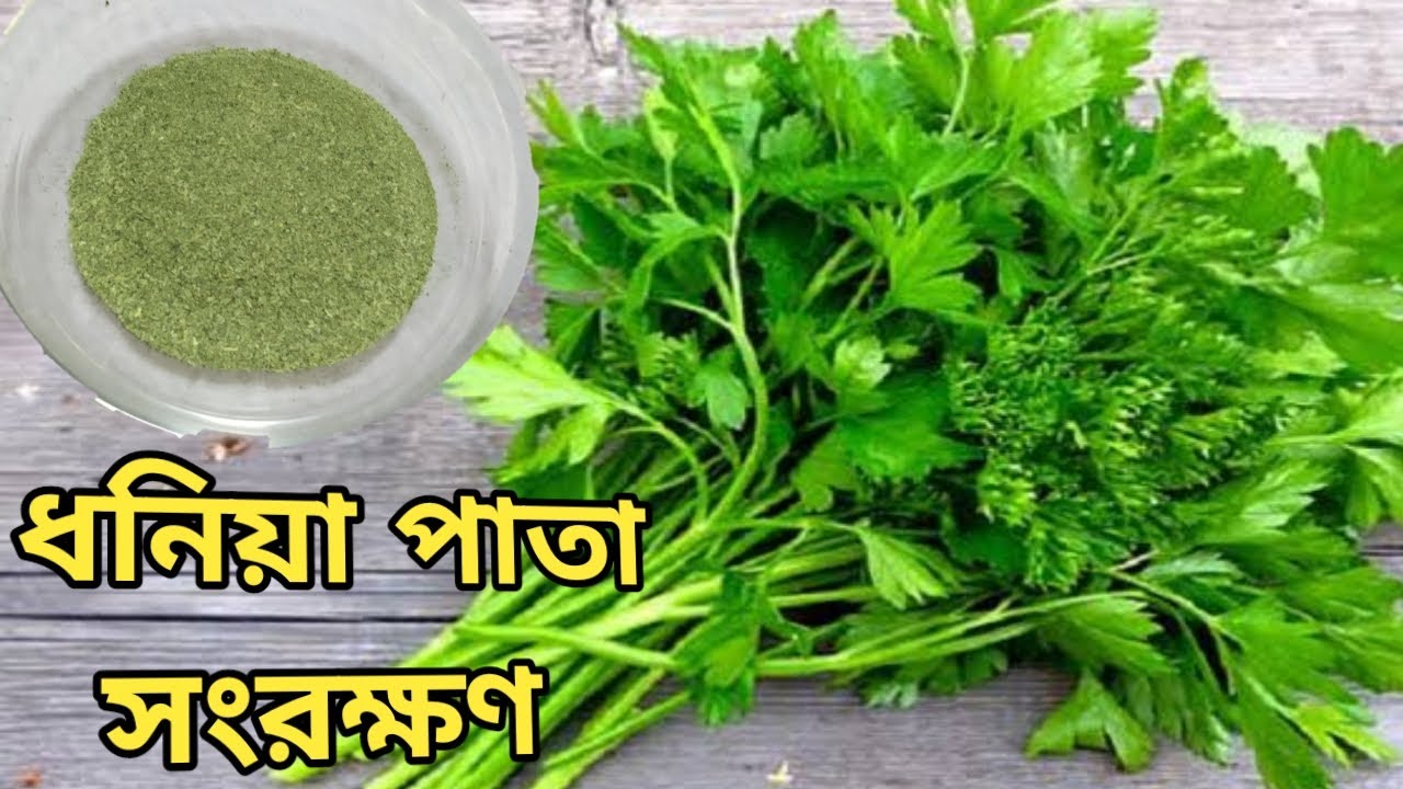 ফ্রিজে রাখা ছাড়াই বছর জুড়ে ধনিয়া পাতা সংরক্ষণ পদ্ধতি/ধনে পাতা সংরক্ষণ পদ্ধতি/Store Coriander Leaves
