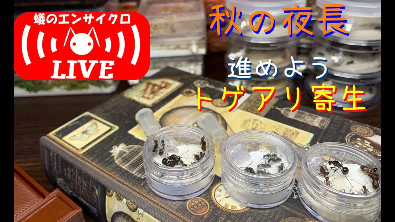 "秋の夜長〜進めようトゲアリの寄生〜 ”【蟻のエンサイクロLIVE！！】Watching & Keeping Ants ~Live streaming~ 2020.09.28