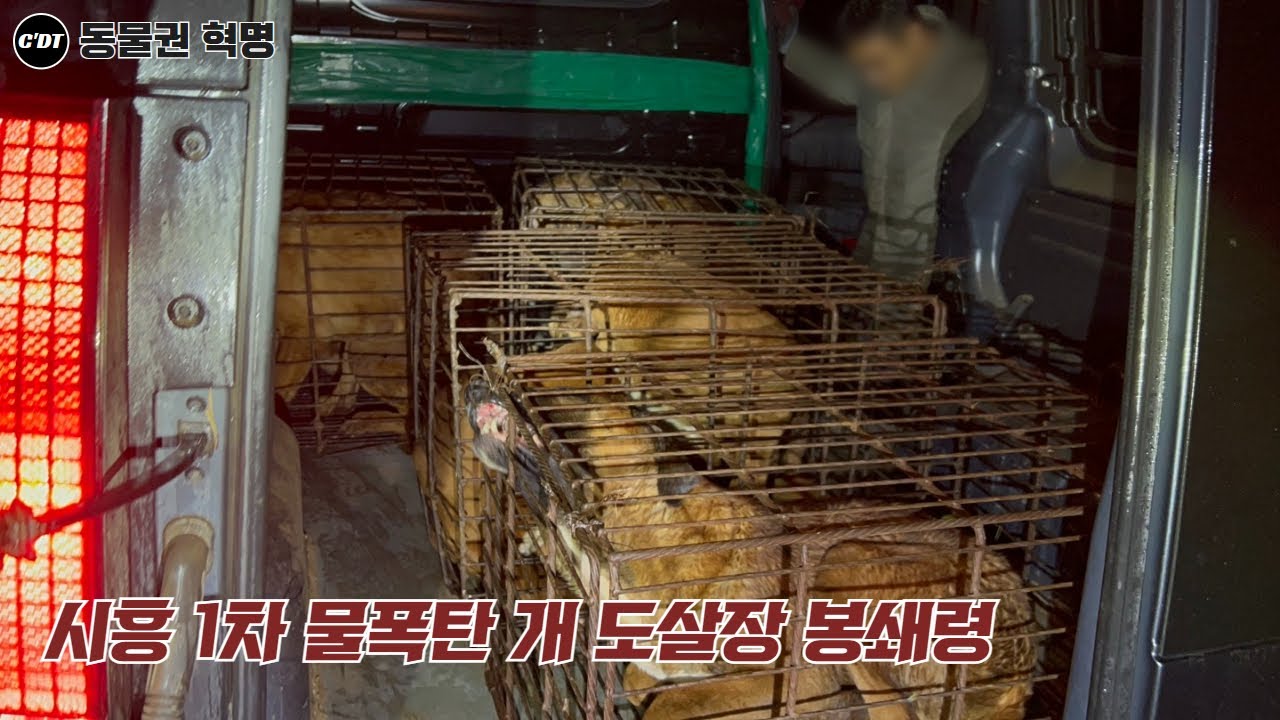 시흥 또 다시 6차 도살?