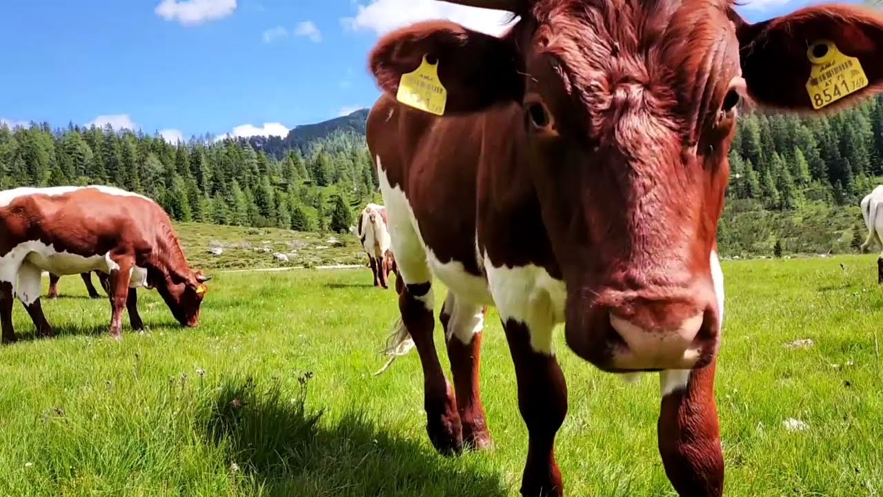 Ein Bauernhof im Wandel: Vom Nutztier zum Haustier! --- Projekt Lebensl&auml;nglich in Radstadt