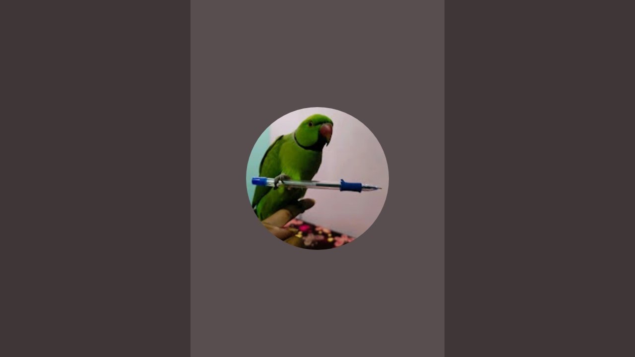 toto and koko is live