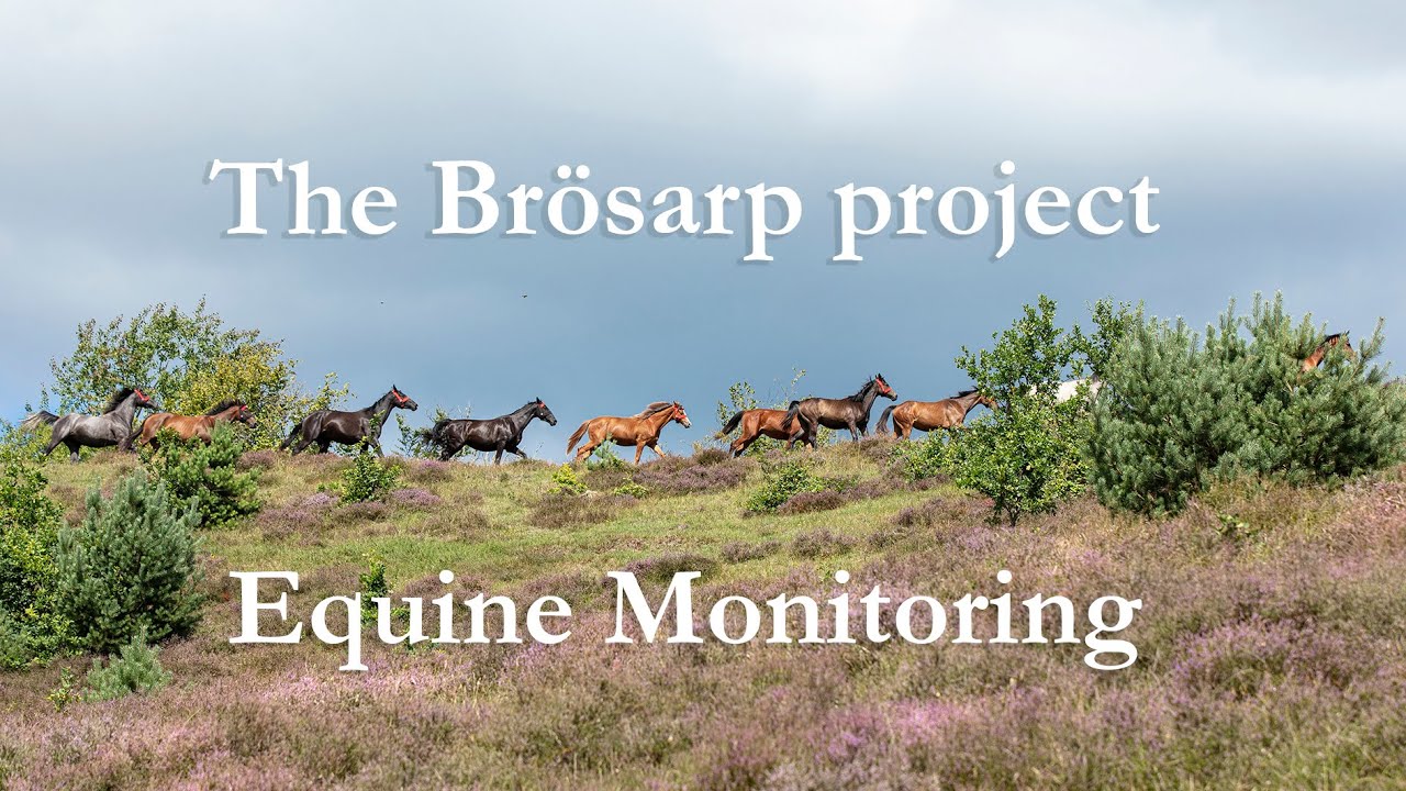 Equine monitoring - the Brösarp project