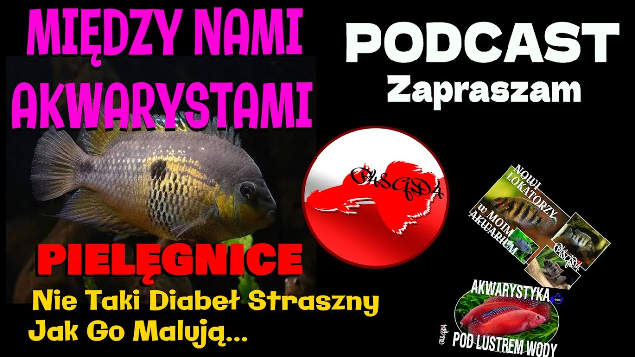#PIELĘGNICE w #Akwarium Og&oacute;lnym - Nie Taki Diabeł Straszny , Jak Go Malują... #PODCAST Andrzeja.